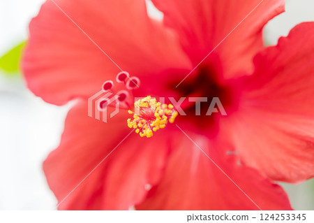紅芙蓉花 124253345