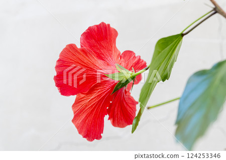 紅芙蓉花 紅芙蓉花 124253346
