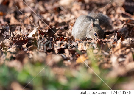 可愛的日本松鼠 124253586
