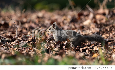 Cute Japanese squirrel 124253587