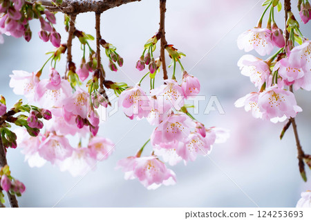 Newly bloomed cherry blossoms 124253693