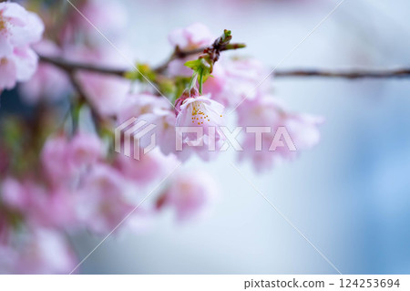 Newly bloomed cherry blossoms 124253694