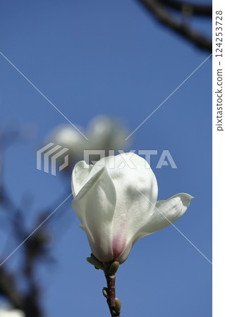 濕潤美麗的花朵 124253728