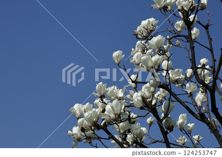 Moist and beautiful flowers Moist and beautiful flowers 124253747