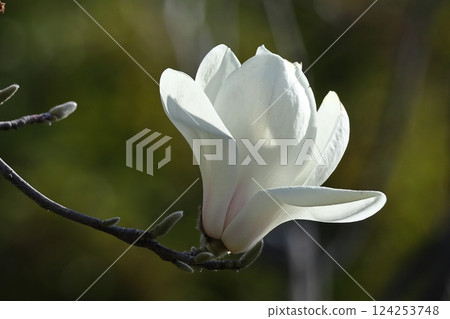 Moist and beautiful flowers 124253748