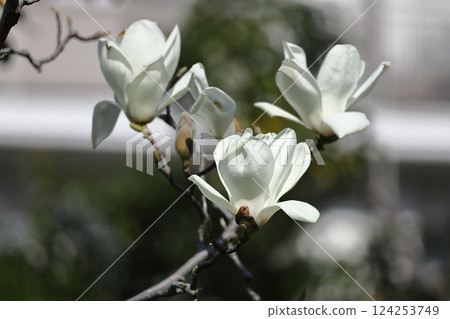 濕潤美麗的花朵 濕潤美麗的花朵 124253749