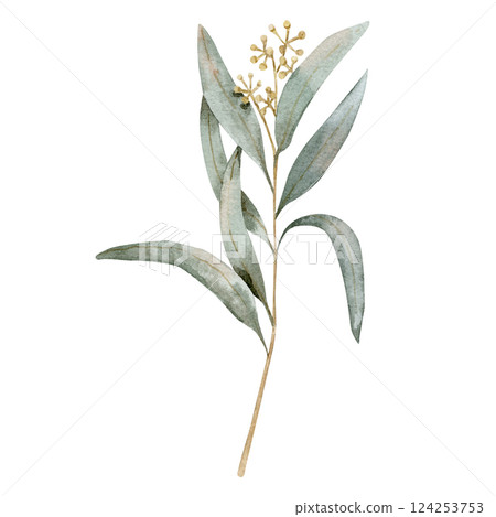 Watercolor illustration with a blooming eucalyptus branch decorated on a savage green color. Watercolor illustration with a blooming eucalyptus branch decorated on a savage green color. 124253753