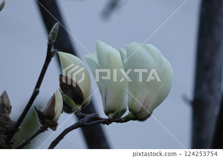 Moist and beautiful flowers Moist and beautiful flowers 124253754