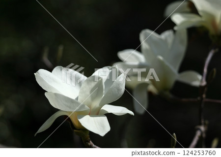 Moist and beautiful flowers Moist and beautiful flowers 124253760