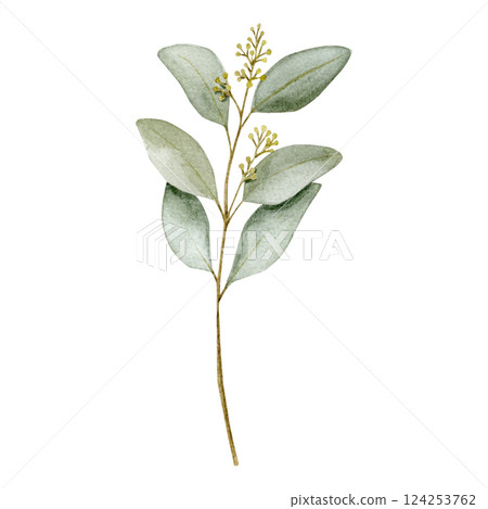 Watercolor illustration with a blooming eucalyptus branch decorated on a savage green color. Watercolor illustration with a blooming eucalyptus branch decorated on a savage green color. 124253762