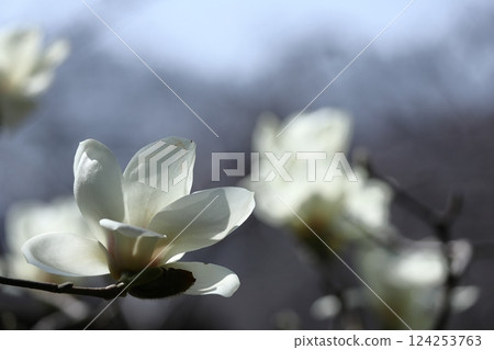 Moist and beautiful flowers Moist and beautiful flowers 124253763