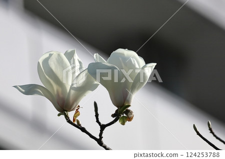Moist and beautiful flowers 124253788