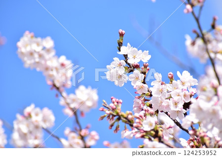 Cherry Blossoms 2025 124253952