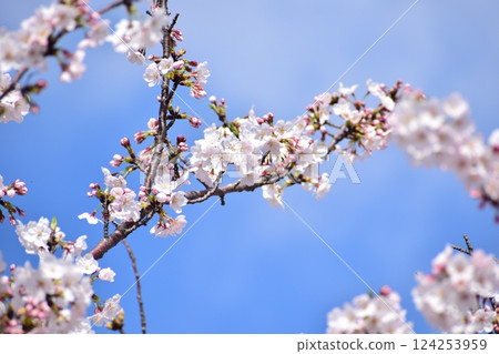 Cherry Blossoms 2025 124253959