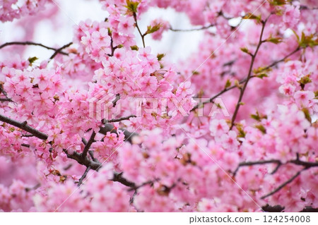 Cherry Blossoms 2025 124254008