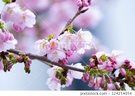 Newly bloomed cherry blossoms Newly bloomed cherry blossoms 124254054