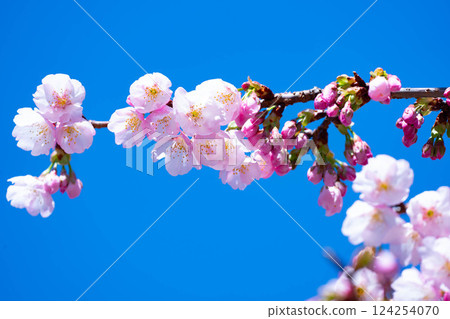 新開的櫻花 124254070