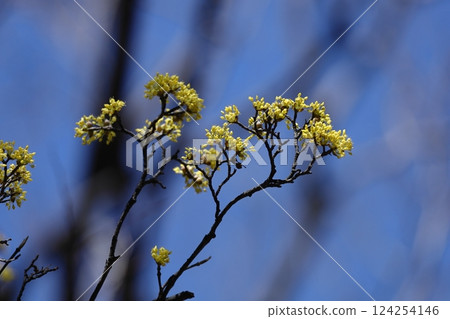 Sanshuyu in the garden 124254146