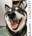 Smiling and in a good mood black Shiba Inu 124254357