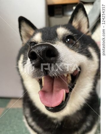 Smiling and in a good mood black Shiba Inu Smiling and in a good mood black Shiba Inu 124254357
