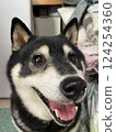 Smiling and in a good mood black Shiba Inu 124254360