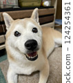 A smiling and happy Shiba Inu 124254361