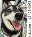 Smiling and in a good mood black Shiba Inu 124254363