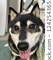 Smiling and in a good mood black Shiba Inu 124254365