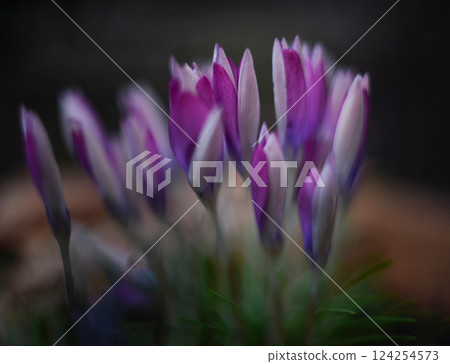 Purple crocus flowers in spring 124254573