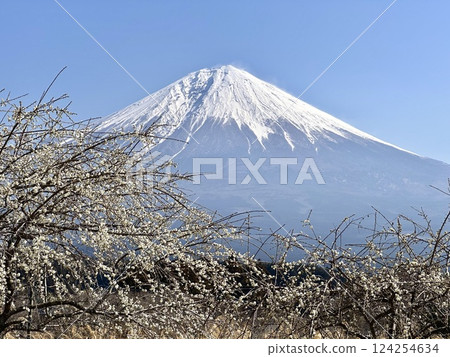 Mt. Fuji seen through white plum blossoms Mt. Fuji seen through white plum blossoms 124254634