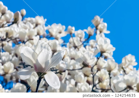 Magnolia flowers 124254635