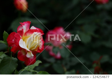 花的女王 花的女王 124254677