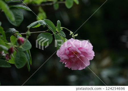花的女王 花的女王 124254696