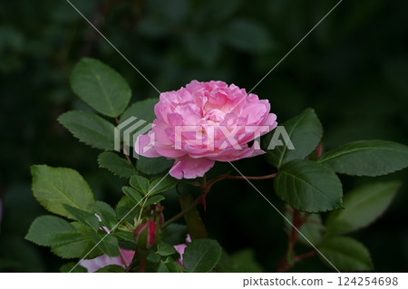 花的女王 花的女王 124254698