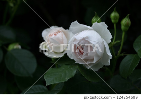花的女王 花的女王 124254699