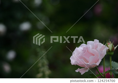 花的女王 花的女王 124254700