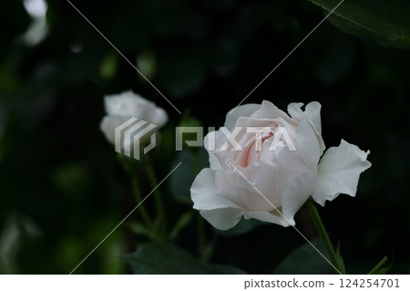 花的女王 花的女王 124254701