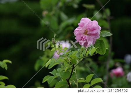 花的女王 花的女王 124254702