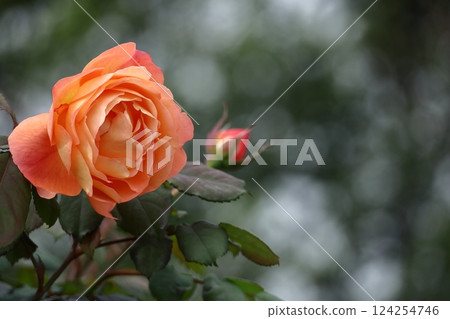 花的女王 花的女王 124254746