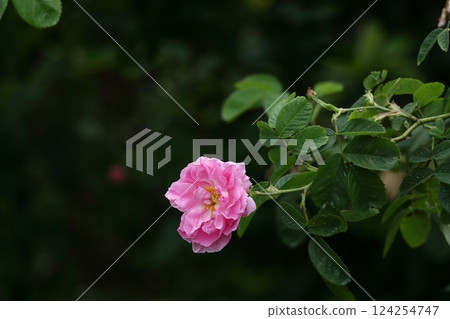 花的女王 花的女王 124254747