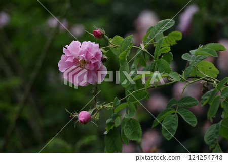 花的女王 花的女王 124254748