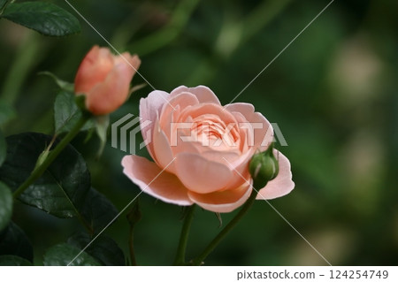 花的女王 花的女王 124254749