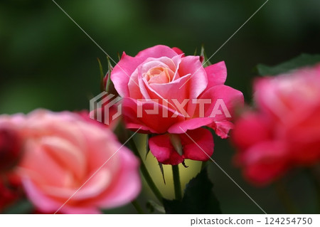 花的女王 花的女王 124254750