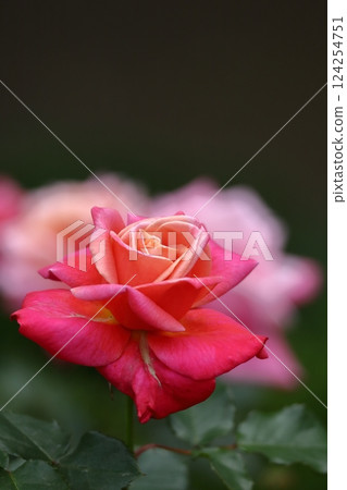 花的女王 花的女王 124254751