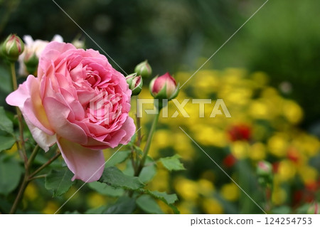 Queen of flowers Queen of flowers 124254753