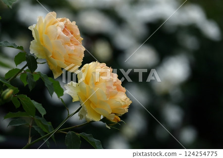 Queen of flowers 124254775