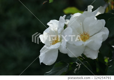 花的女王 124254791