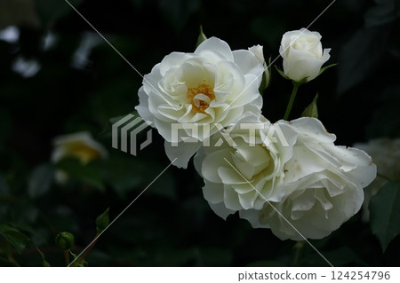 花的女王 花的女王 124254796