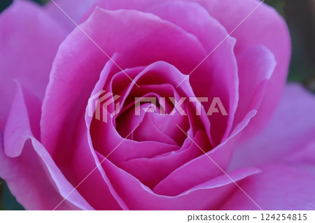 花的女王 124254815