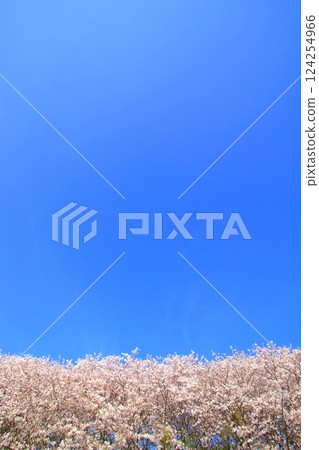 盛開的櫻花在藍天中閃耀 盛開的櫻花在藍天中閃耀 124254966